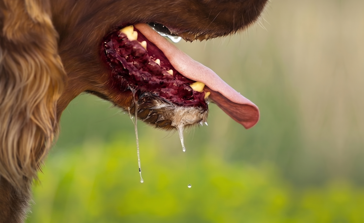 Red gums, panting and drooling are all signs of heat stroke.