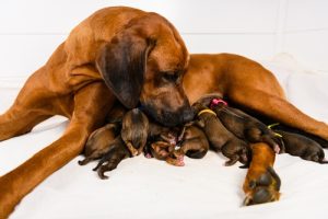 Dog giving birth