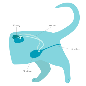 Location of kidneys and urinary tract in cats.