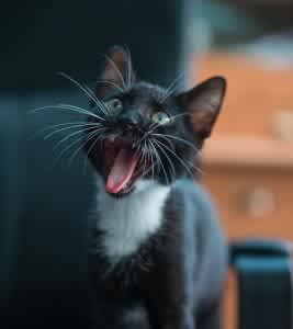 Separation anxiety in cats