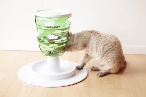 Cat with puzzle feeder