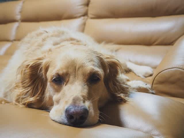 Dog relaxing on chair