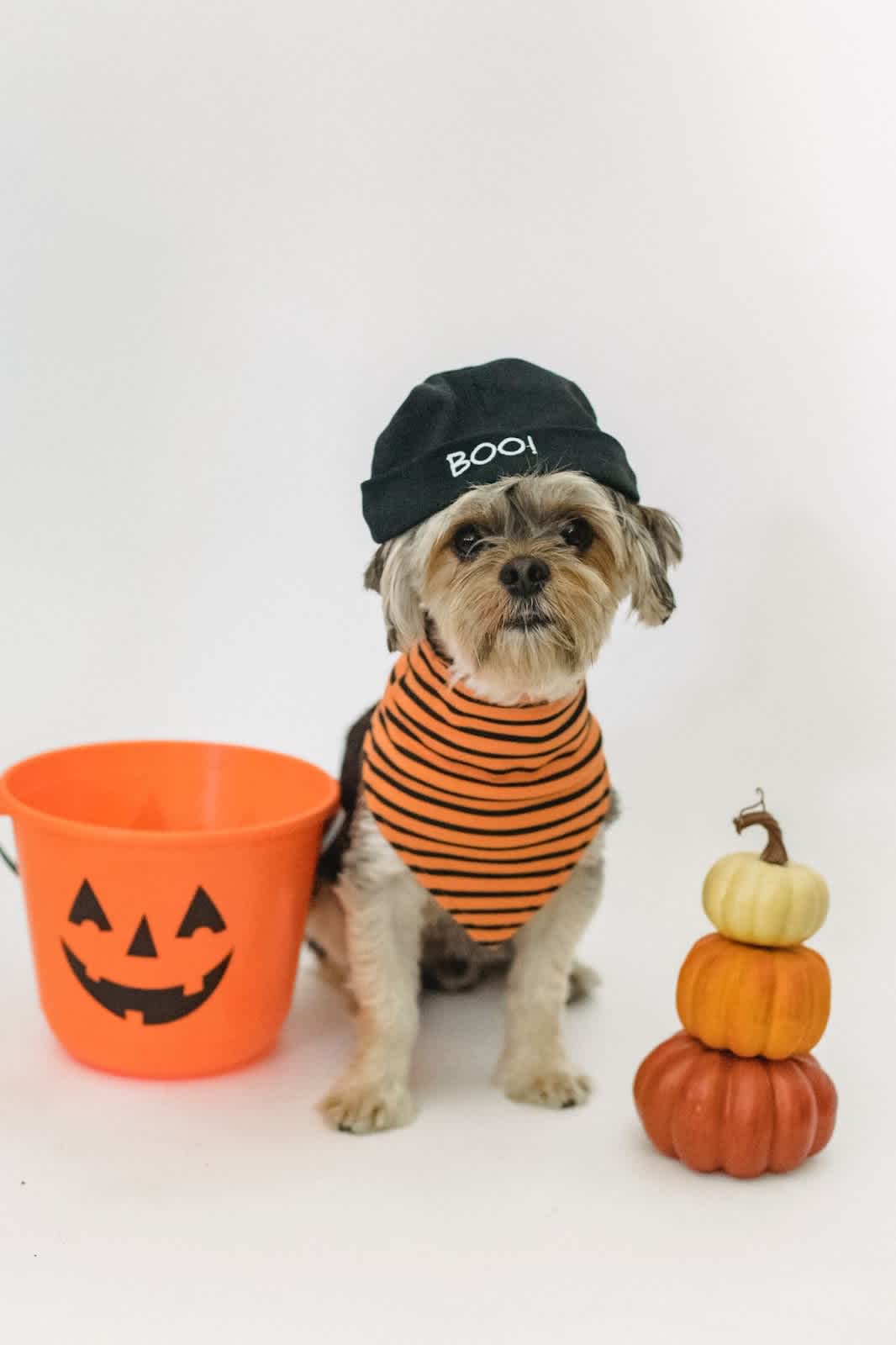 Dog sat by pumpkins