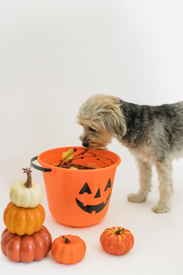 Dog with trick or treat bucket