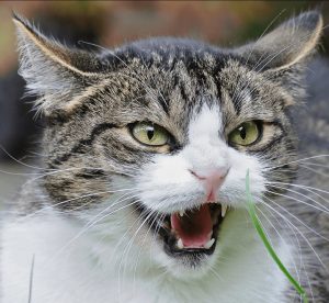 Stressed facial expressions