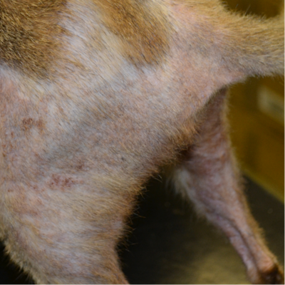 Flea bite allergies can causes severe skin irritation and infection