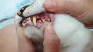 Periodontal disease in a cat