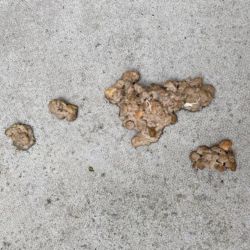 Cat sick, undigested food.