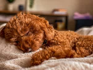 Symptom of a fever may be vague, such as lethargy or eating less than normal