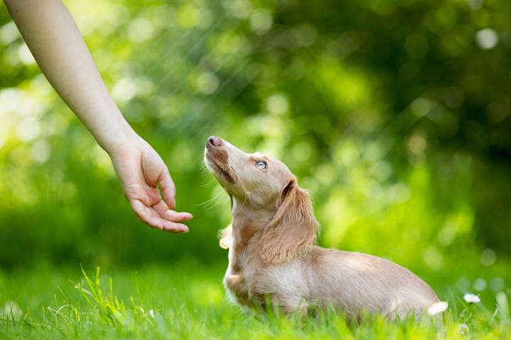 Introducing a New Dog: Expert Tips for a Smooth Transition