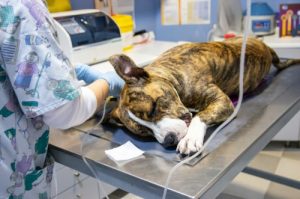 Sedation in dogs