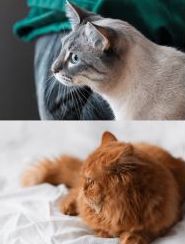 Normal cat head shape on top. BOAS cat head shape at the bottom.