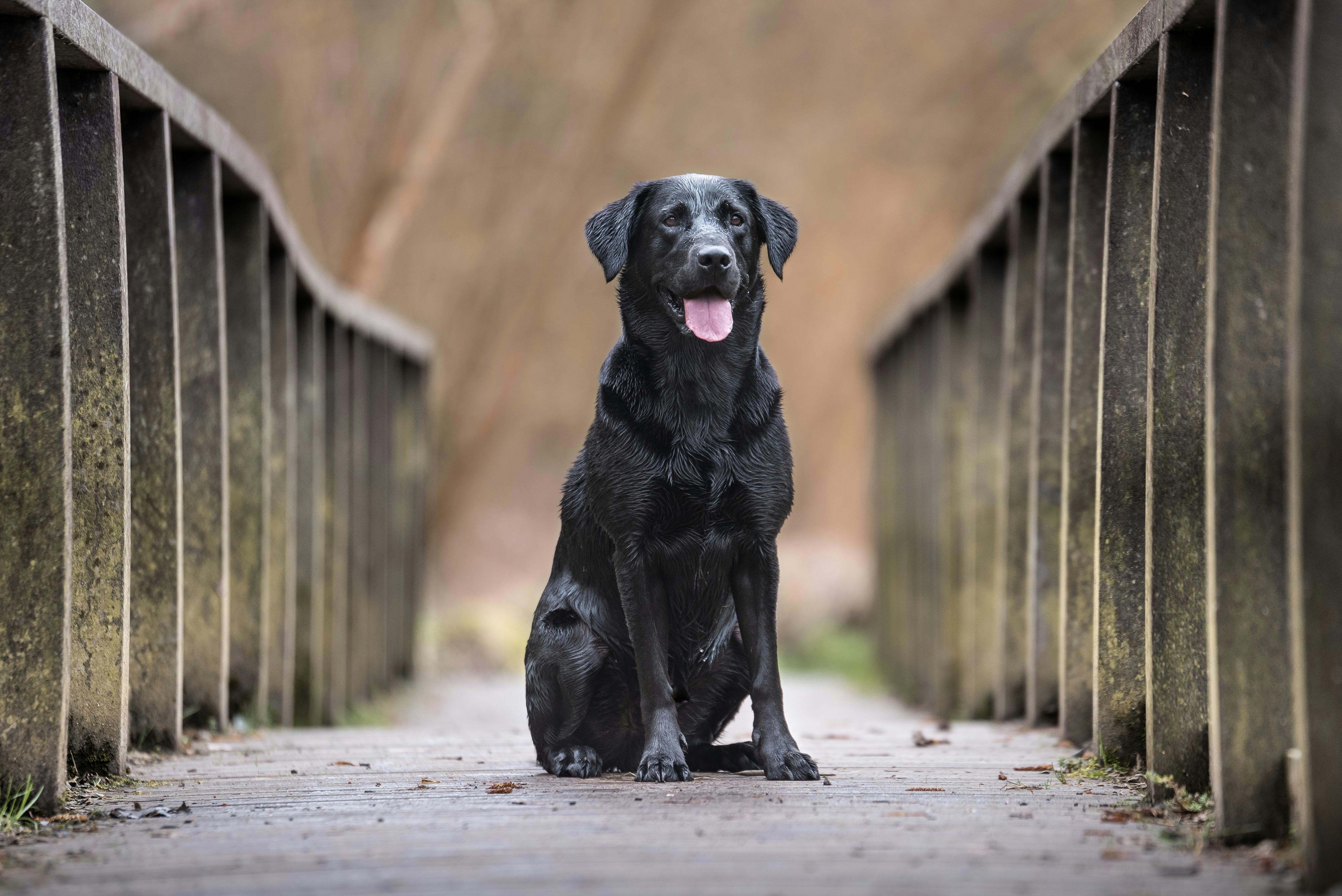 Black labrador