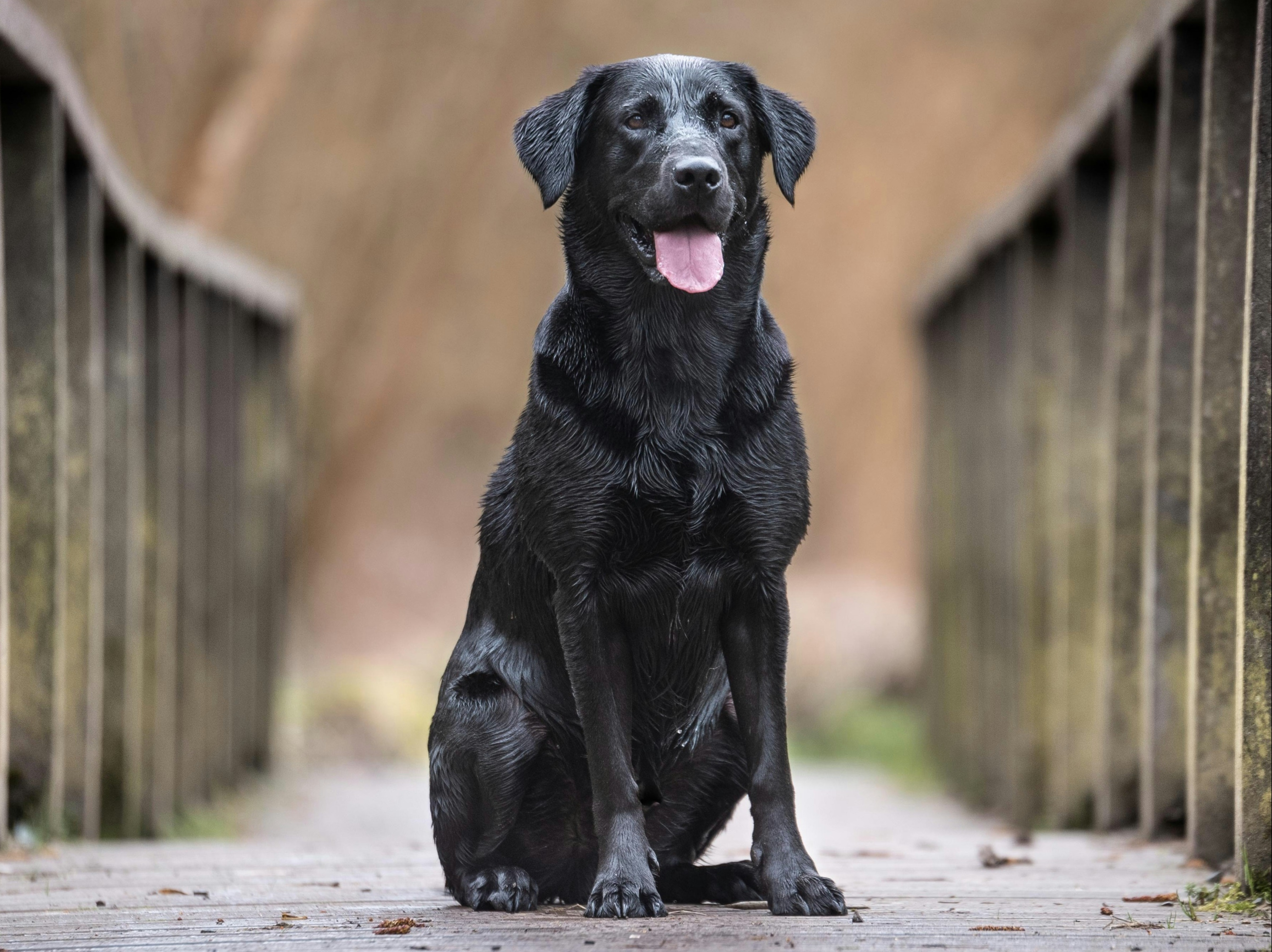 Black labrador