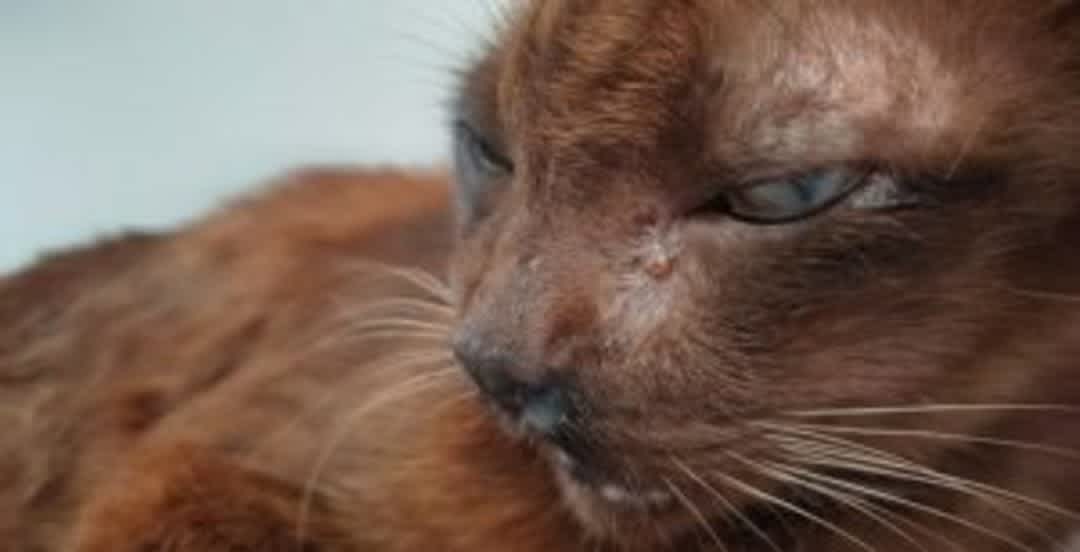 Runny eyes and sneezing can indicate an allergy