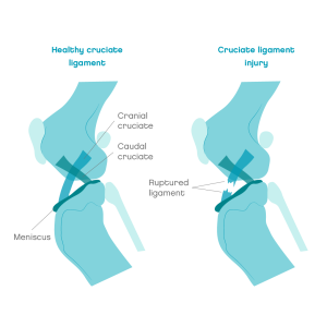 cruciate ligament disease
