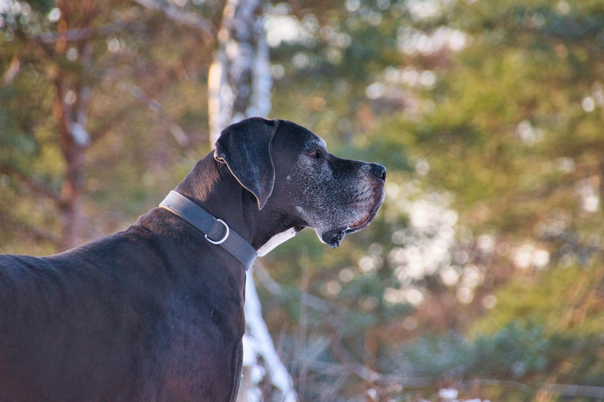 great dane dog