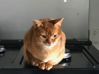 The nine lives of a cat