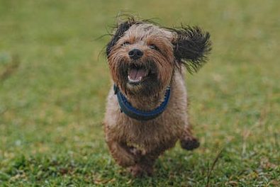 Oh boy Oh Boy! Did somebody say "ball"?