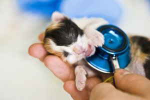 C-Section in cats