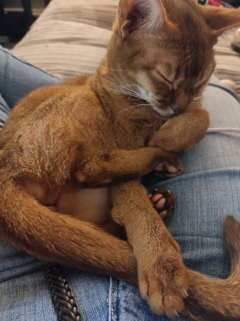 The nine lives of a cat