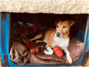 Dog in a cosy safe den with chew toys