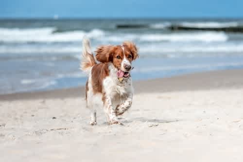 Summer Hazards For Dogs - 10 risks and 10 tips for a safe summer with your dog