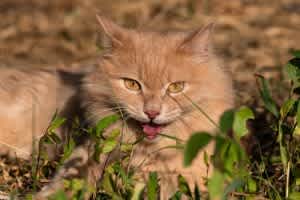 Panting or difficulty breathing are common symptoms of heat stroke.
