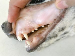 Pale gums are extremely serious