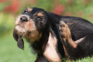 Anti-itch medication for dogs