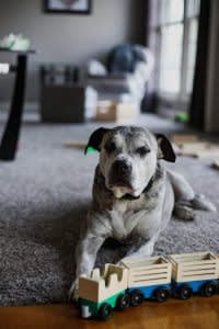 Reduced appetite in dogs
