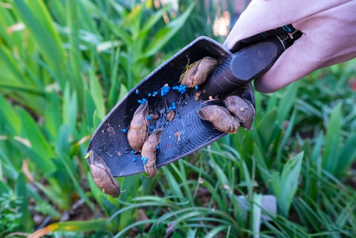 Slug bait is often blue in colour, highly toxic to pets
