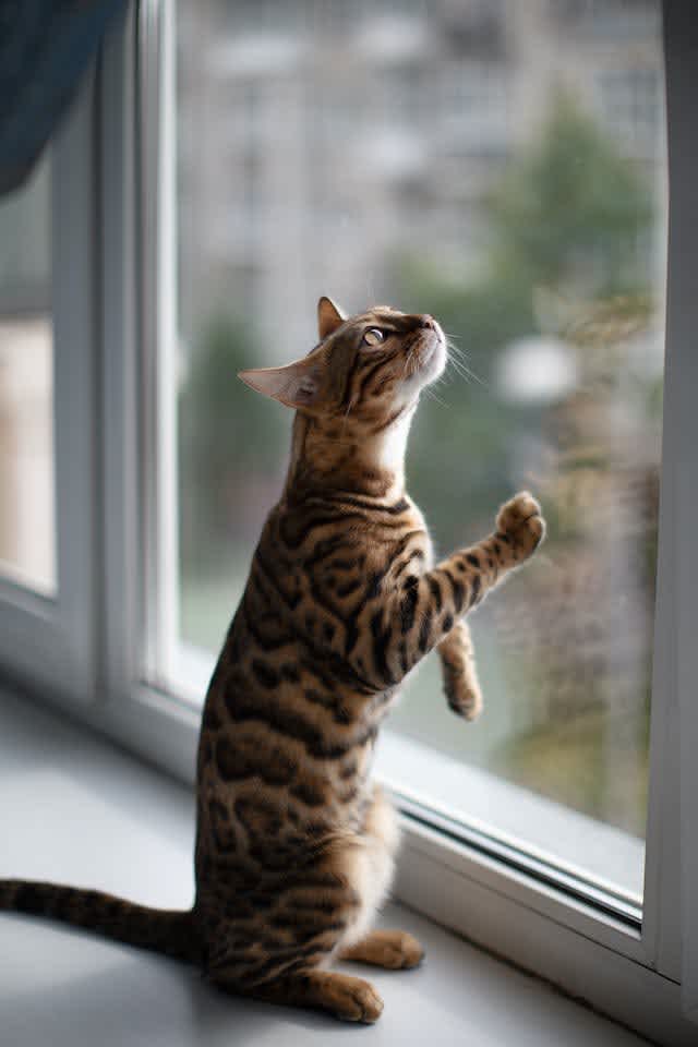 Catches secure - Pawsitive report!