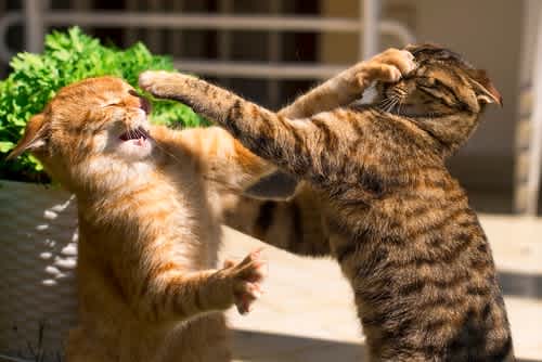 Reactivity and Aggression in Cats