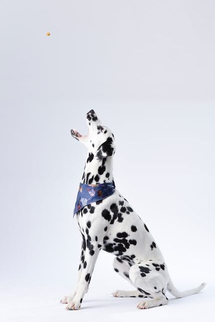 How Much To Feed A Dog | Puppy Feeding Guide | Joii Pet Care