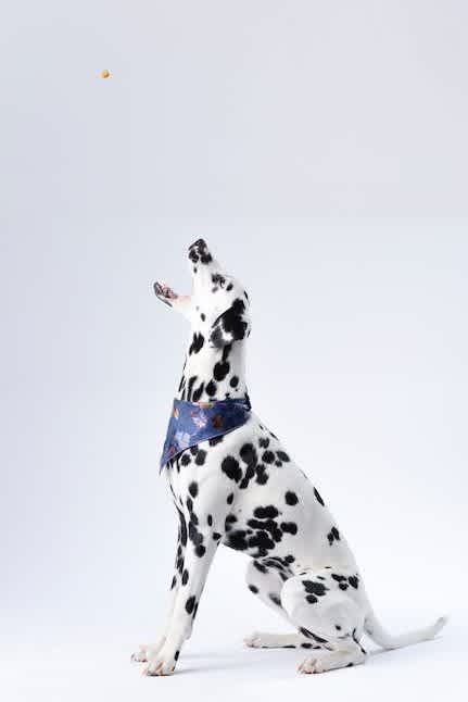 How Much To Feed A Dog | Puppy Feeding Guide | Joii Pet Care