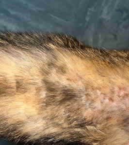 Patches of miliary dermatitis