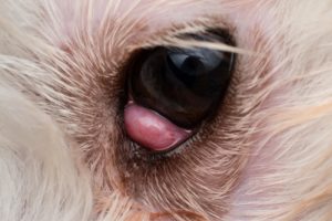 Cherry eye is the swelling we see when the tear gland under the third eyelid prolapses