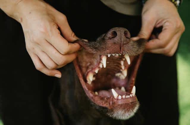 The Benefits of Mixed Feeding for Your Pets