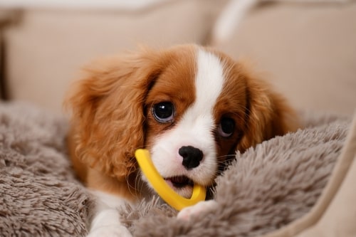 Puppy teething toy