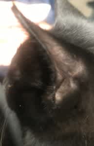 Hair loss is one of the first signs of mange