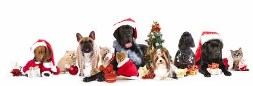 Joii’s Guide to ♫ ‘The twelve cat and dog days of Christmas’ ♪