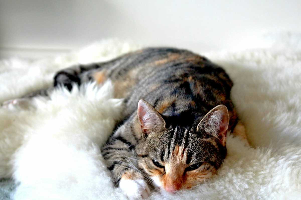 cat lying down