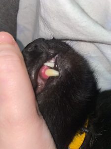 Periodontal disease in cats