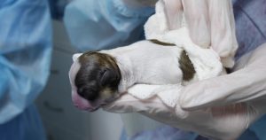 C-section in dogs