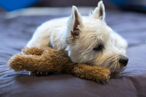westie with head on teddy