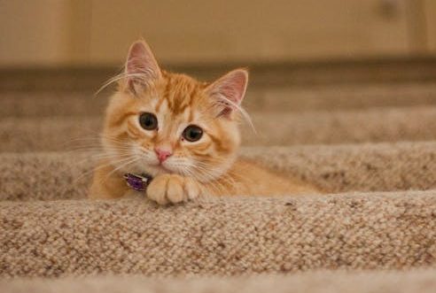 ginger kitten