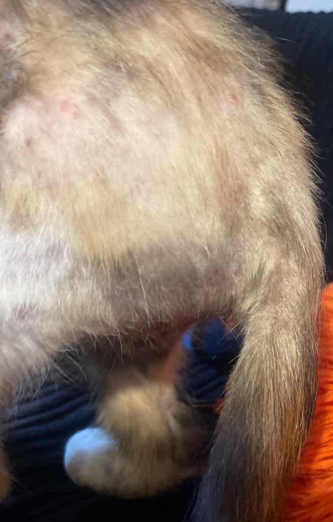 Hair loss with spots near the tail