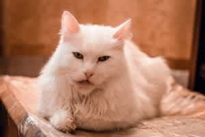 Drooling and an unkempt coat can be signs of dental disease.