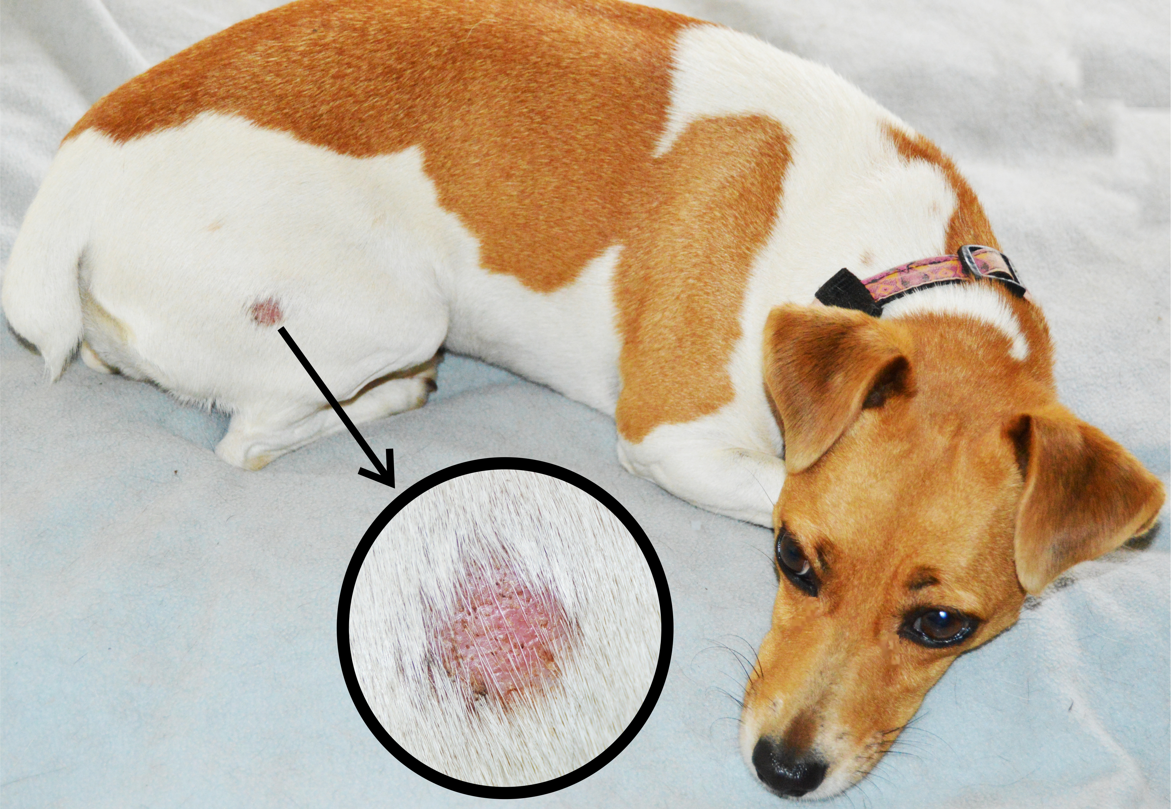 Look out for round, hairless, scaly patches on your dog’s skin—these could be signs of ringworm.